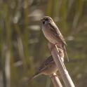 House Sparrow.jpg